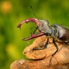 Rohac obecny - Lucanus cervus - Stag Beetle 8627